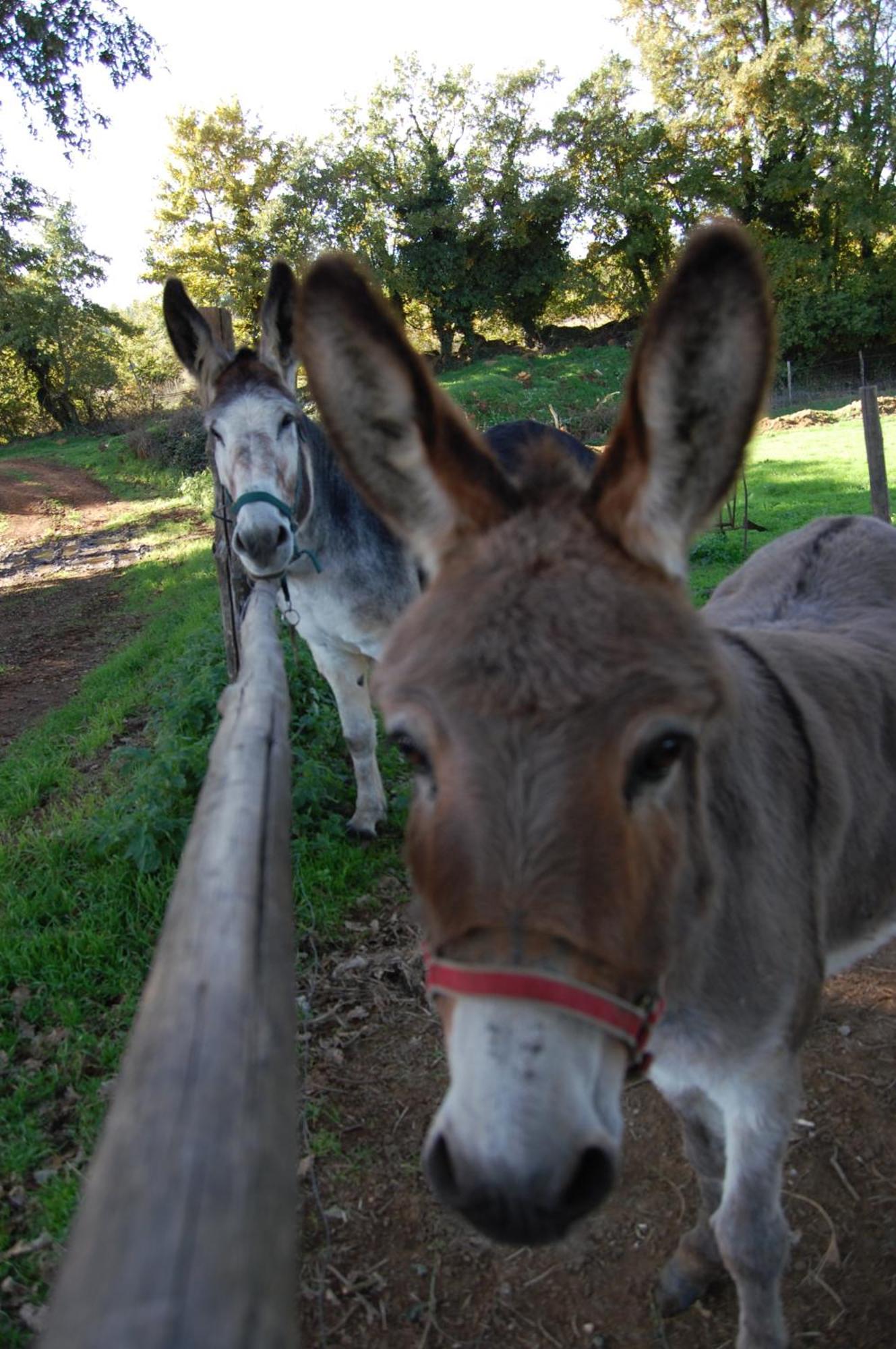 Bio Agriturismo Aia Del Tufo Sorano  Dış mekan fotoğraf